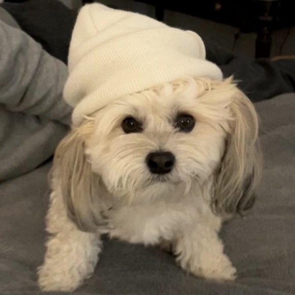 Meet your Posher, Sonja - Picture 1 of 1